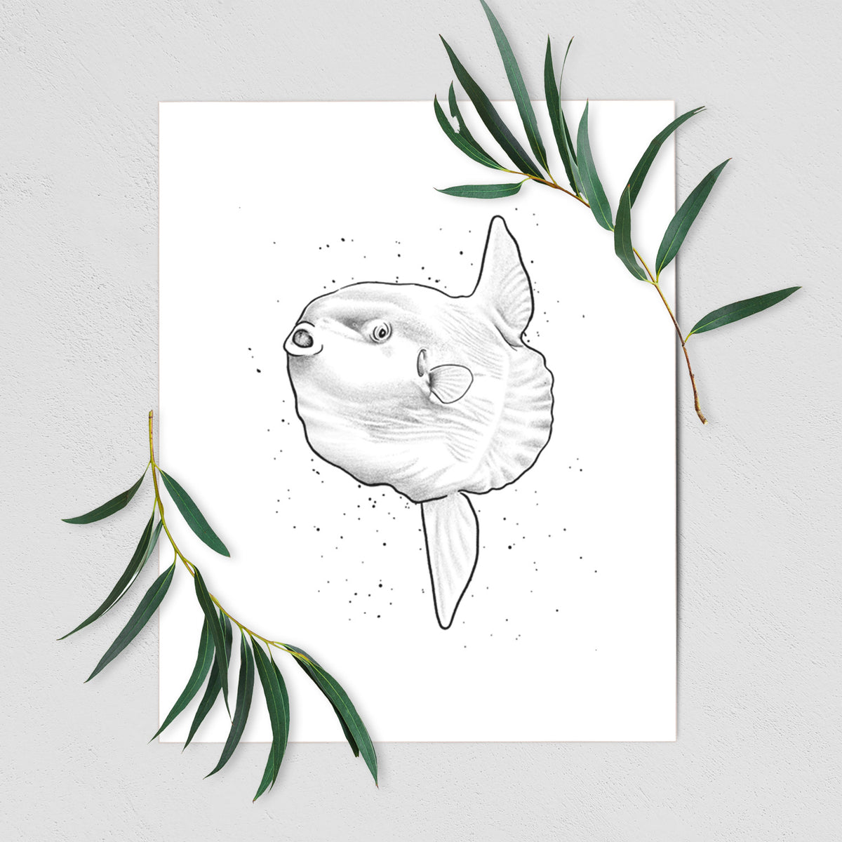 Art print of a black ink illustration of an ocean sunfish swimming, shown with eucalyptus leaves.