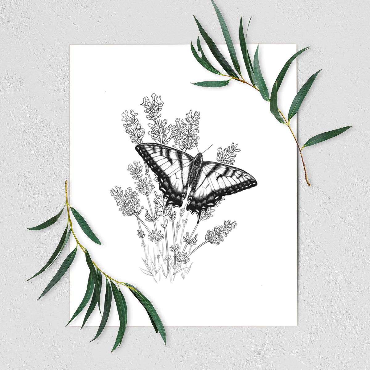 Art print of a black ink illustration of a swallowtail butterfly resting on lavender, shown with eucalyptus leaves.