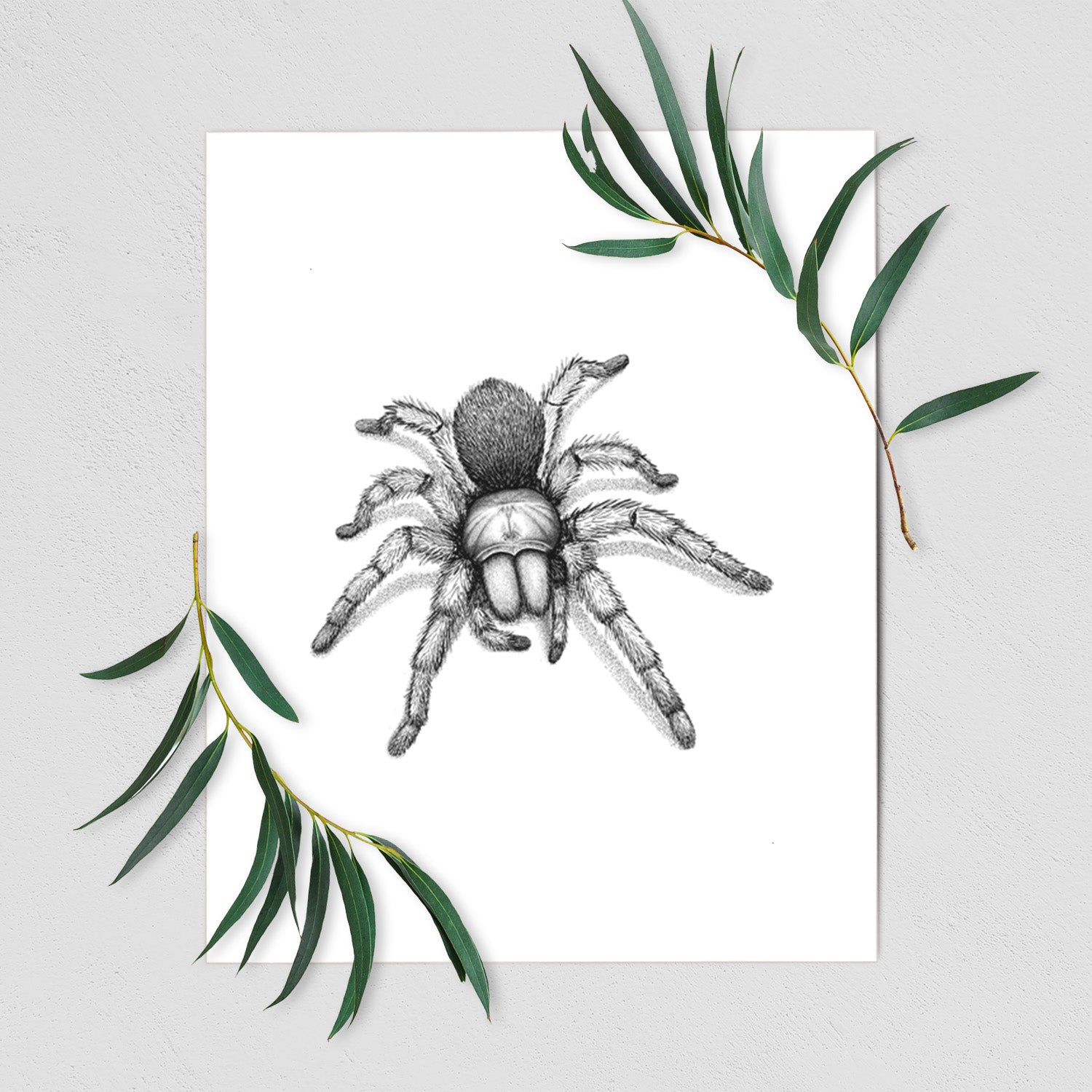 Art print of a detailed black ink illustration of a desert blonde tarantula, shown with eucalyptus leaves.