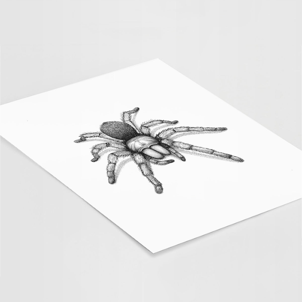 Art print of a detailed black ink illustration of a desert blonde tarantula, lying at an angle on a white surface.