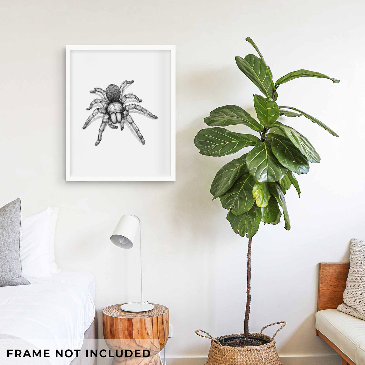Art print of a detailed black ink illustration of a desert blonde tarantula, shown framed on a living room wall beside a potted plant. Frame not included.