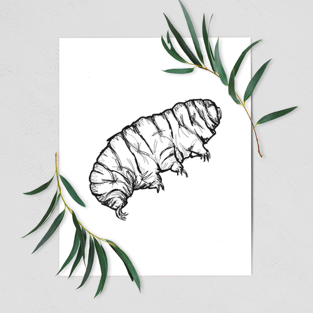 Art print of a detailed black ink illustration of a tardigrade, or water bear, shown with eucalyptus leaves.