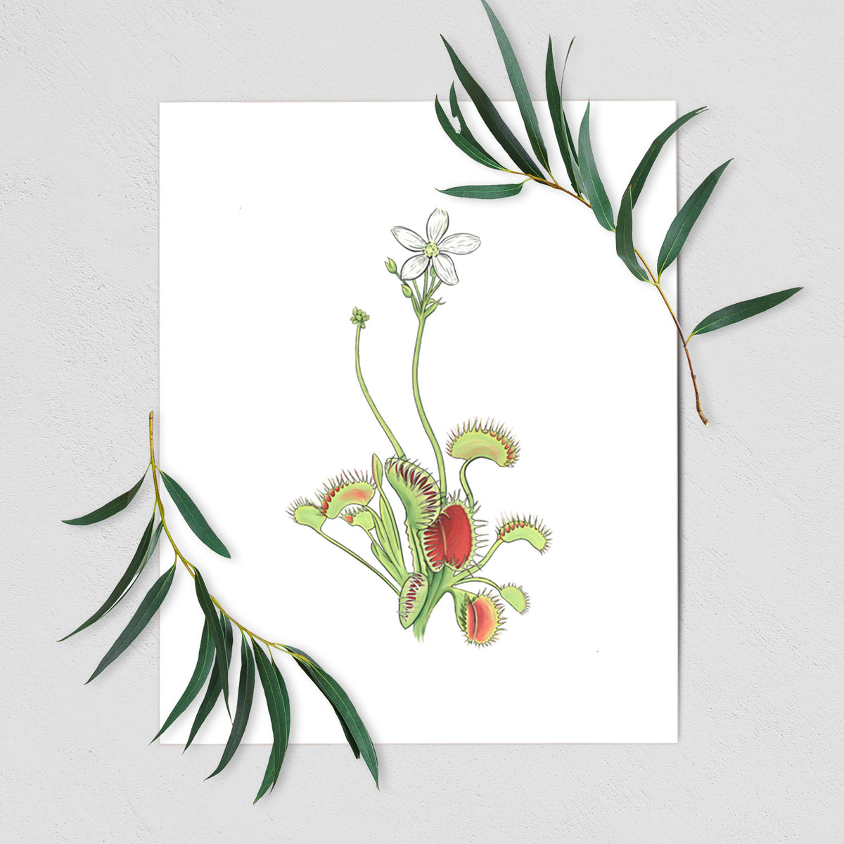 Art print of a full-color illustration of a Venus flytrap plant with red traps and a small white flower, shown with eucalyptus leaves.