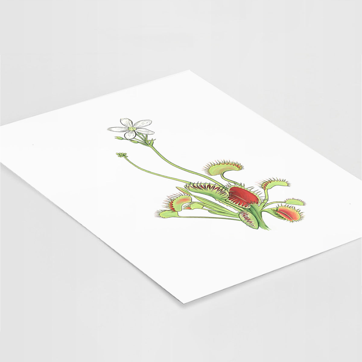 Art print of a full-color illustration of a Venus flytrap plant with red traps and a small white flower, lying at an angle on a white surface.