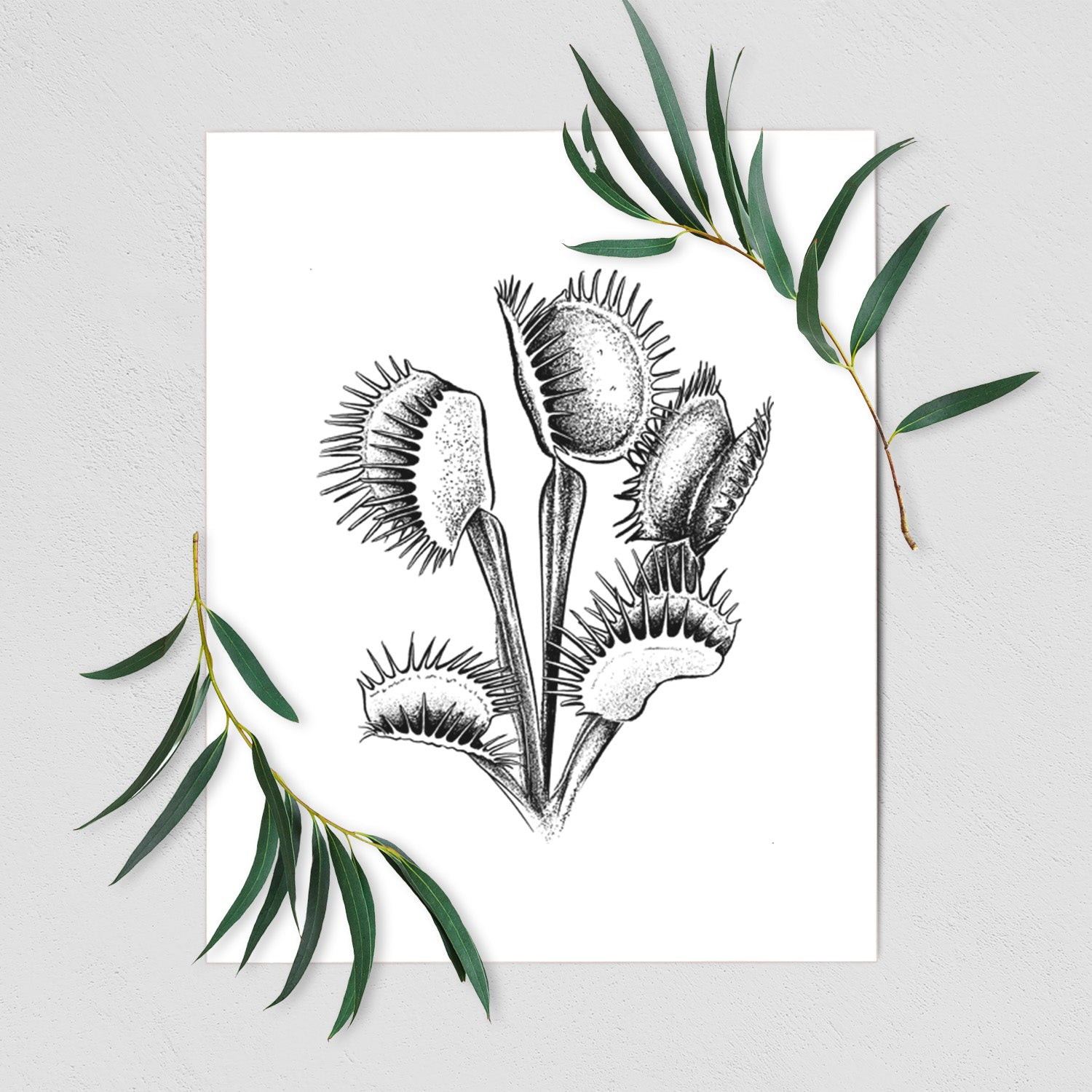 Art print of a black ink illustration of a Venus flytrap plant with open traps, shown with eucalyptus leaves.