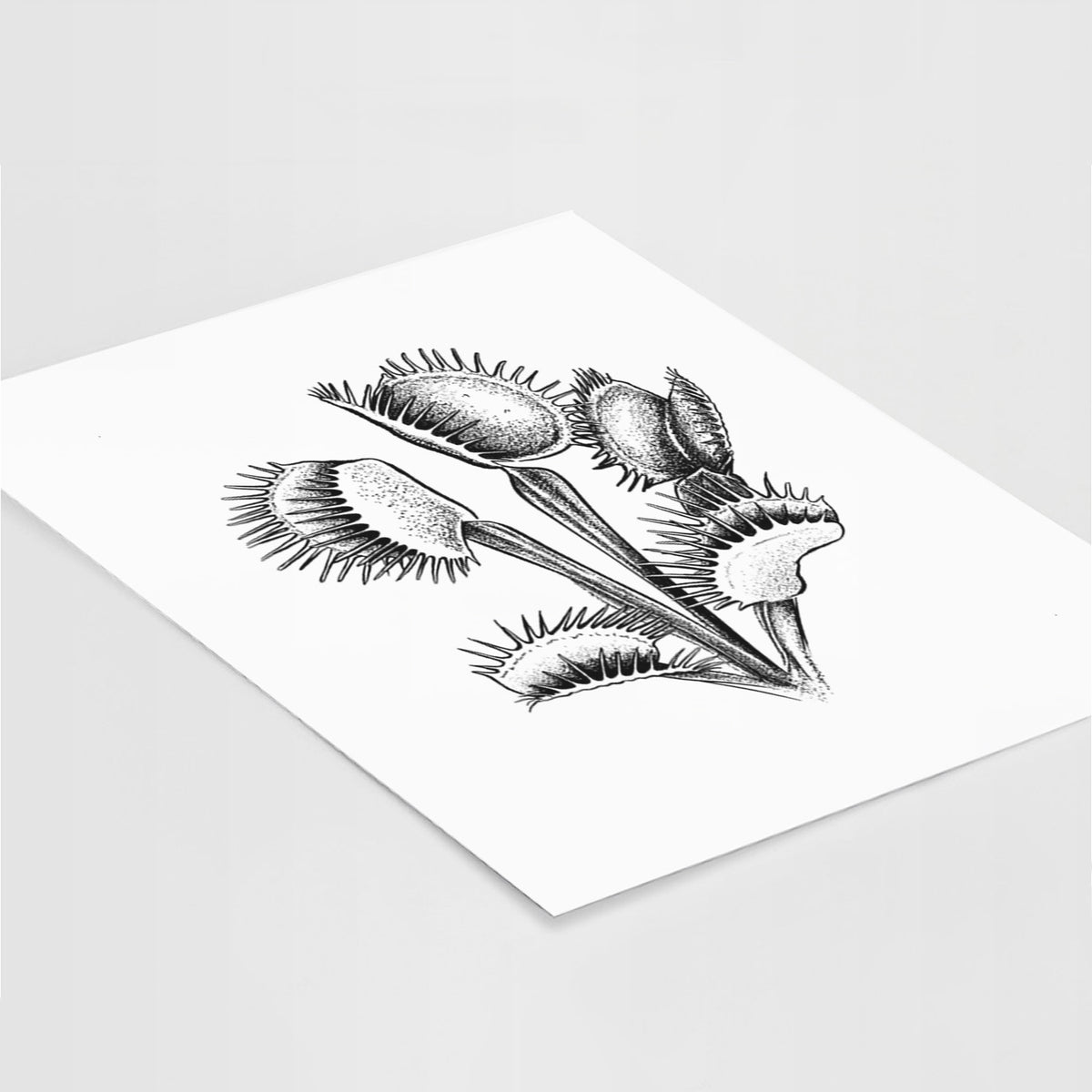 Art print of a black ink illustration of a Venus flytrap plant with open traps, lying at an angle on a white surface.