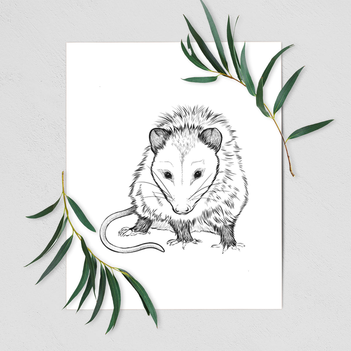 Art print of a detailed black ink illustration of a Virginia opossum standing with its long tail curled, shown with eucalyptus leaves.