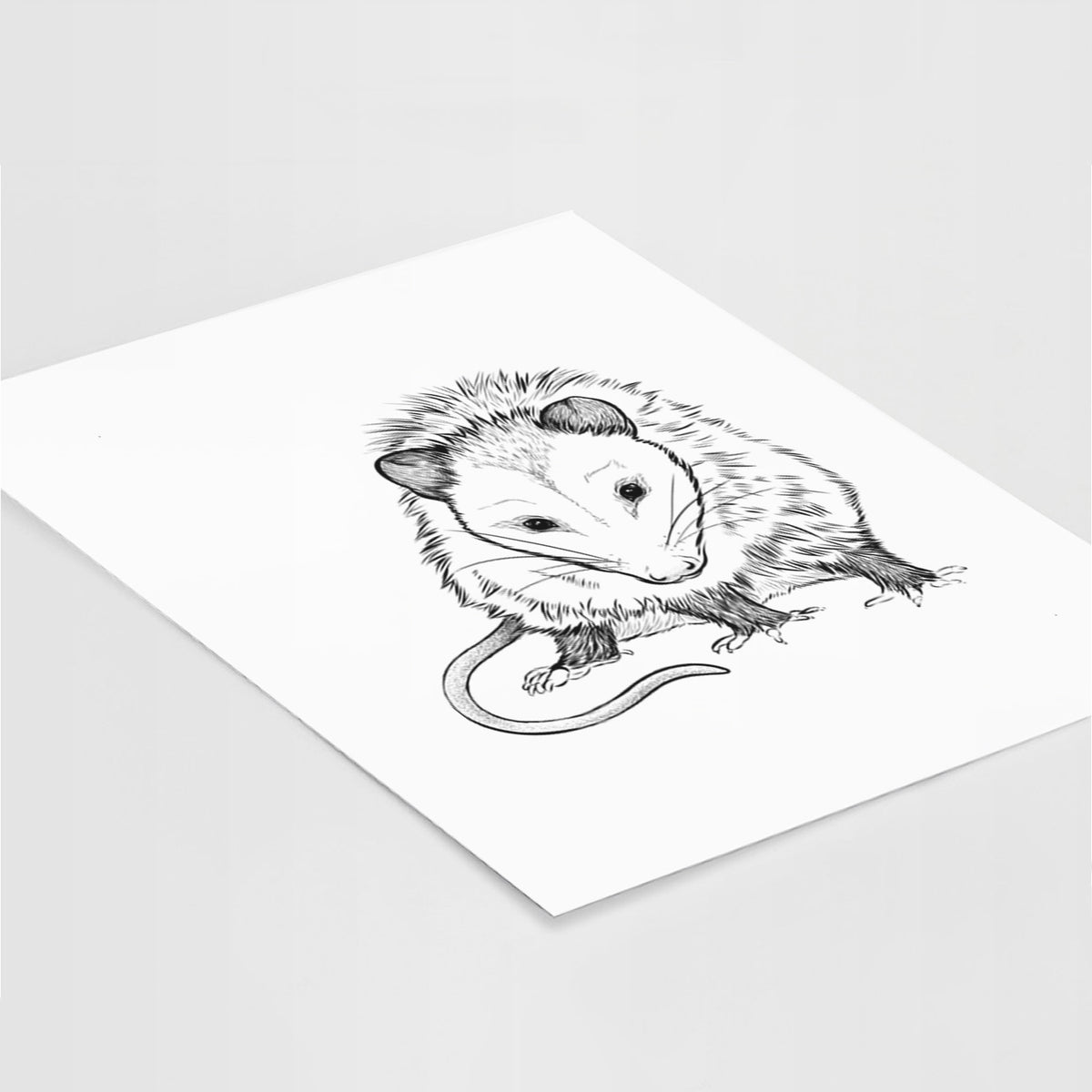 Art print of a detailed black ink illustration of a Virginia opossum standing with its long tail curled, lying at an angle on a white surface.