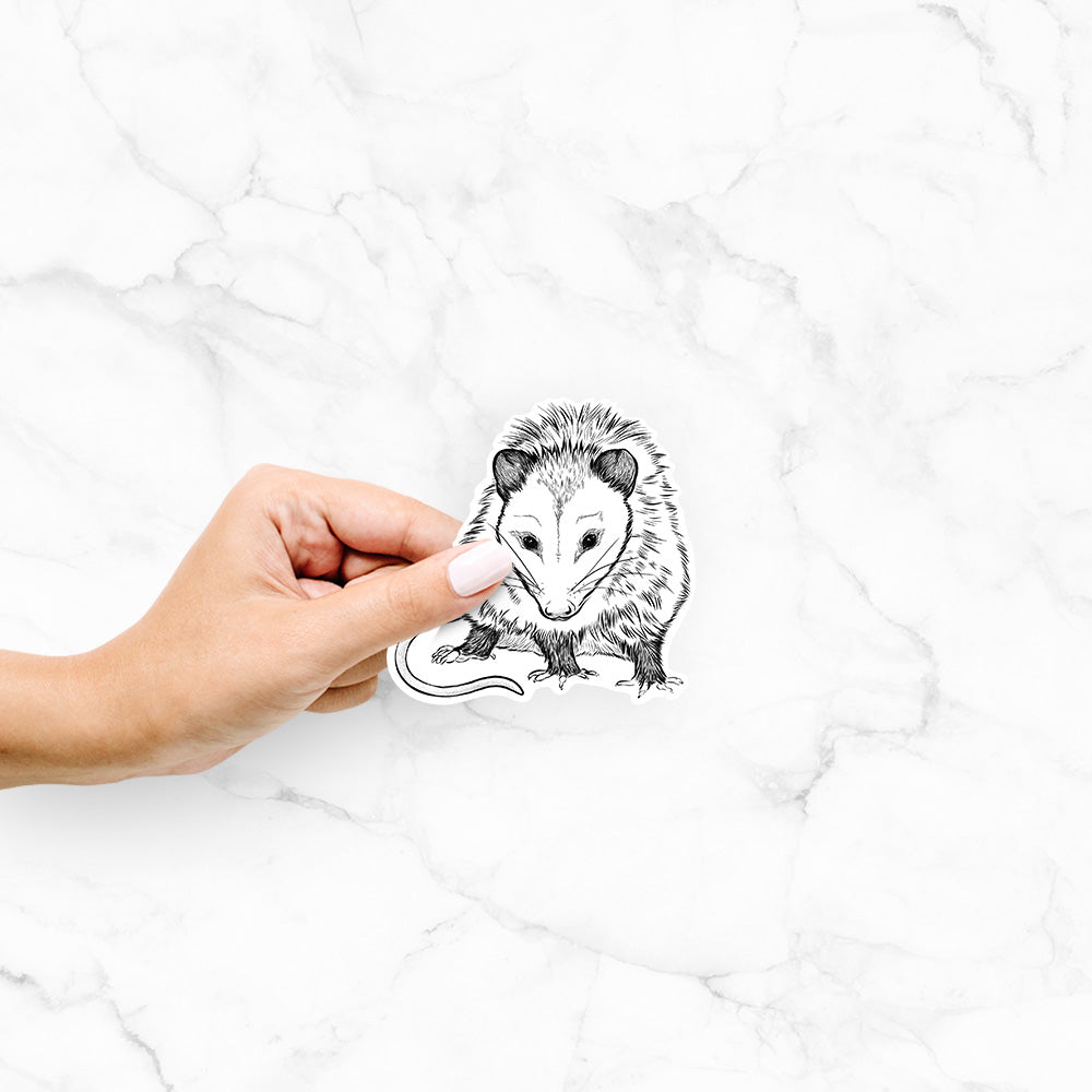 Hand holding a 4 inch vinyl decal of a detailed black ink illustration of a Virginia opossum standing with its long tail curled.