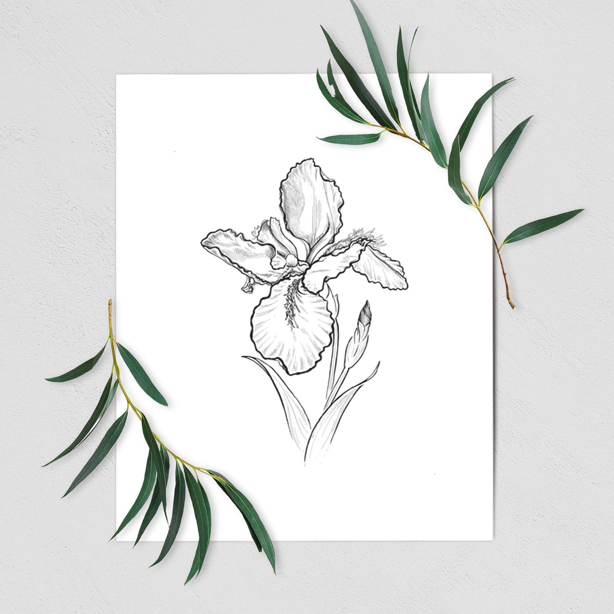 Art print of a black ink line drawing of a wall iris flower on its stem, shown with eucalyptus leaves.