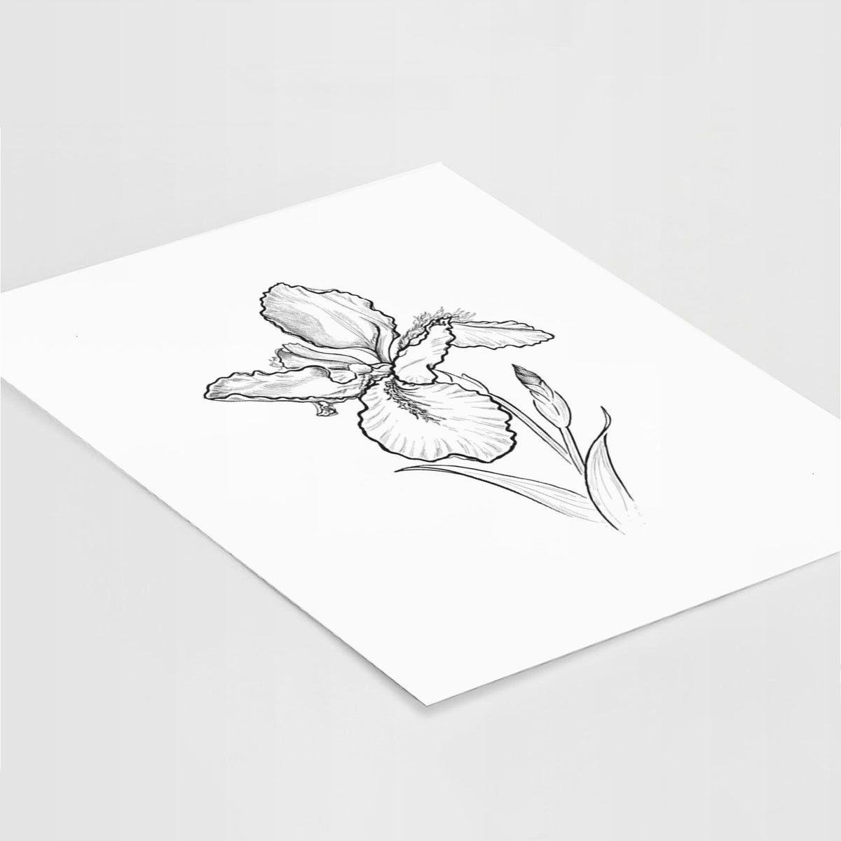 Art print of a black ink line drawing of a wall iris flower on its stem, lying at an angle on a white surface.