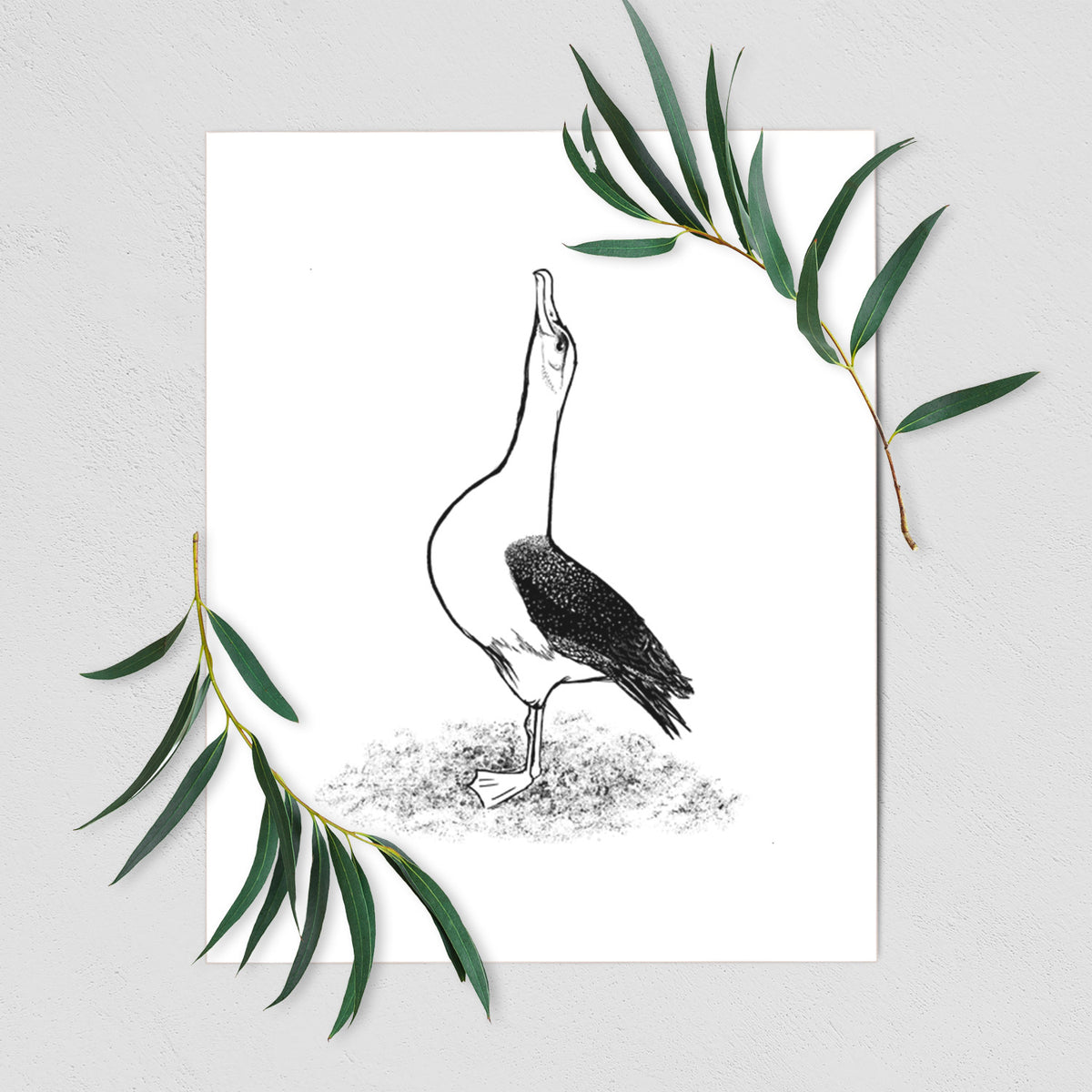 Art print of a black ink illustration of a wandering albatross with its head raised, shown with eucalyptus leaves.