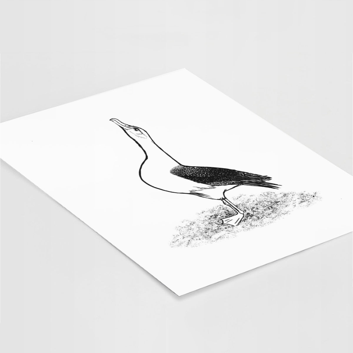Art print of a black ink illustration of a wandering albatross with its head raised, lying at an angle on a white surface.