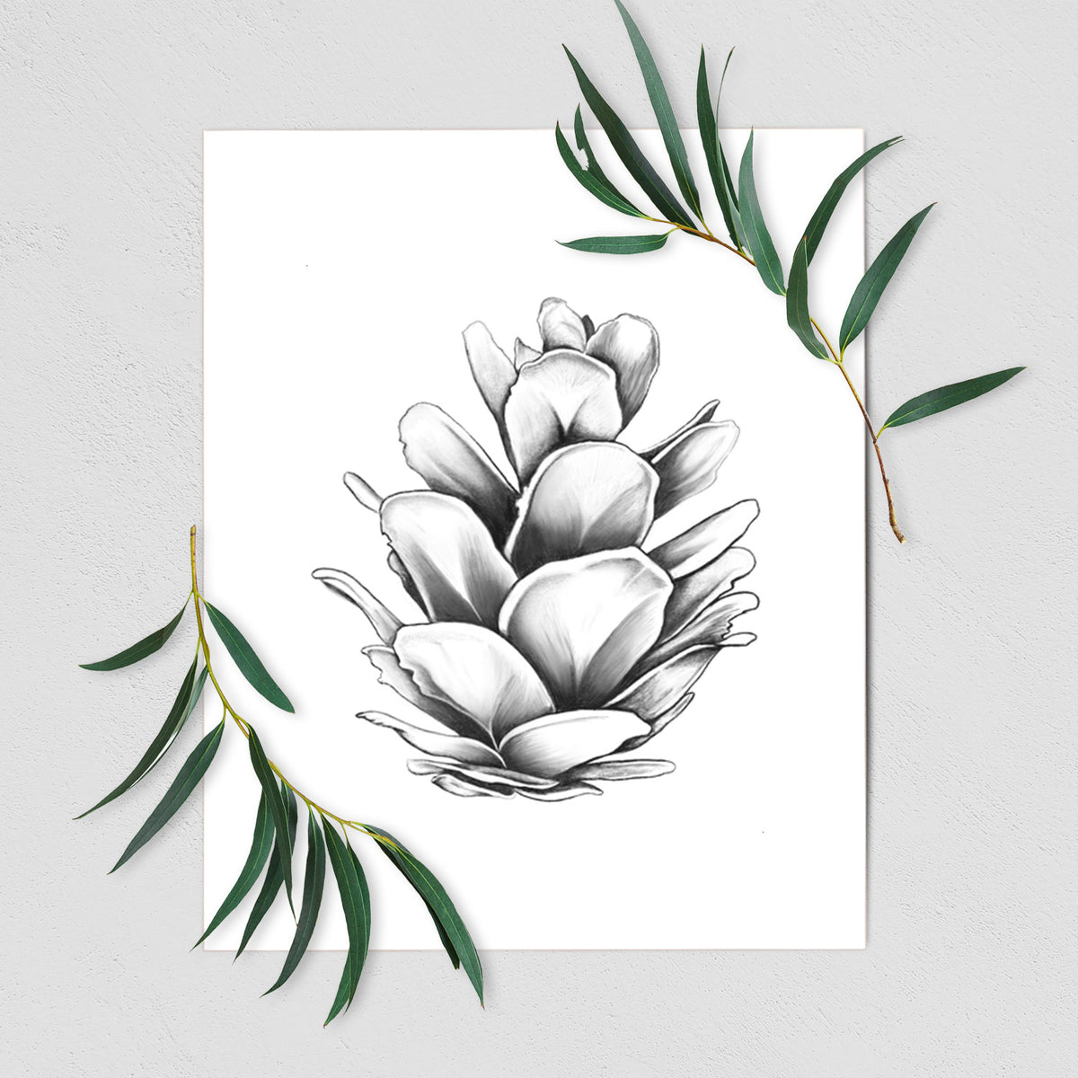 Art print of a detailed black ink illustration of a western hemlock pine cone, shown with eucalyptus leaves.