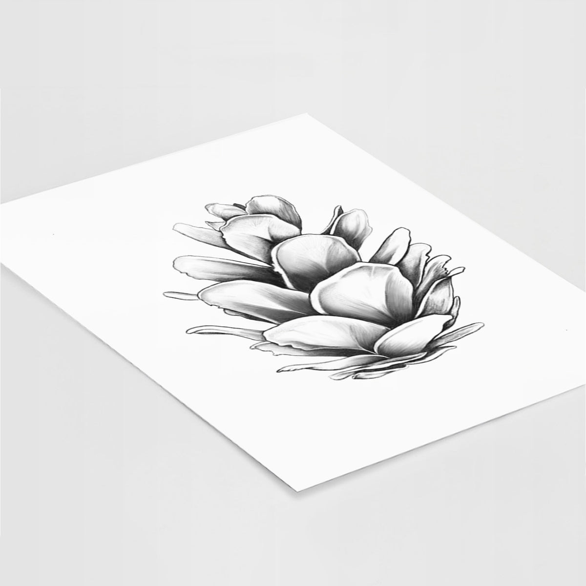 Art print of a detailed black ink illustration of a western hemlock pine cone, lying at an angle on a white surface.