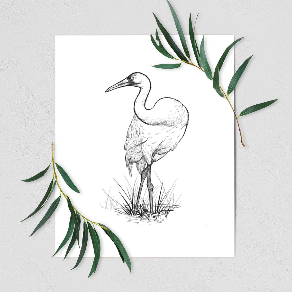 Art print of a detailed black ink illustration of a whooping crane standing in grass, shown with eucalyptus leaves.