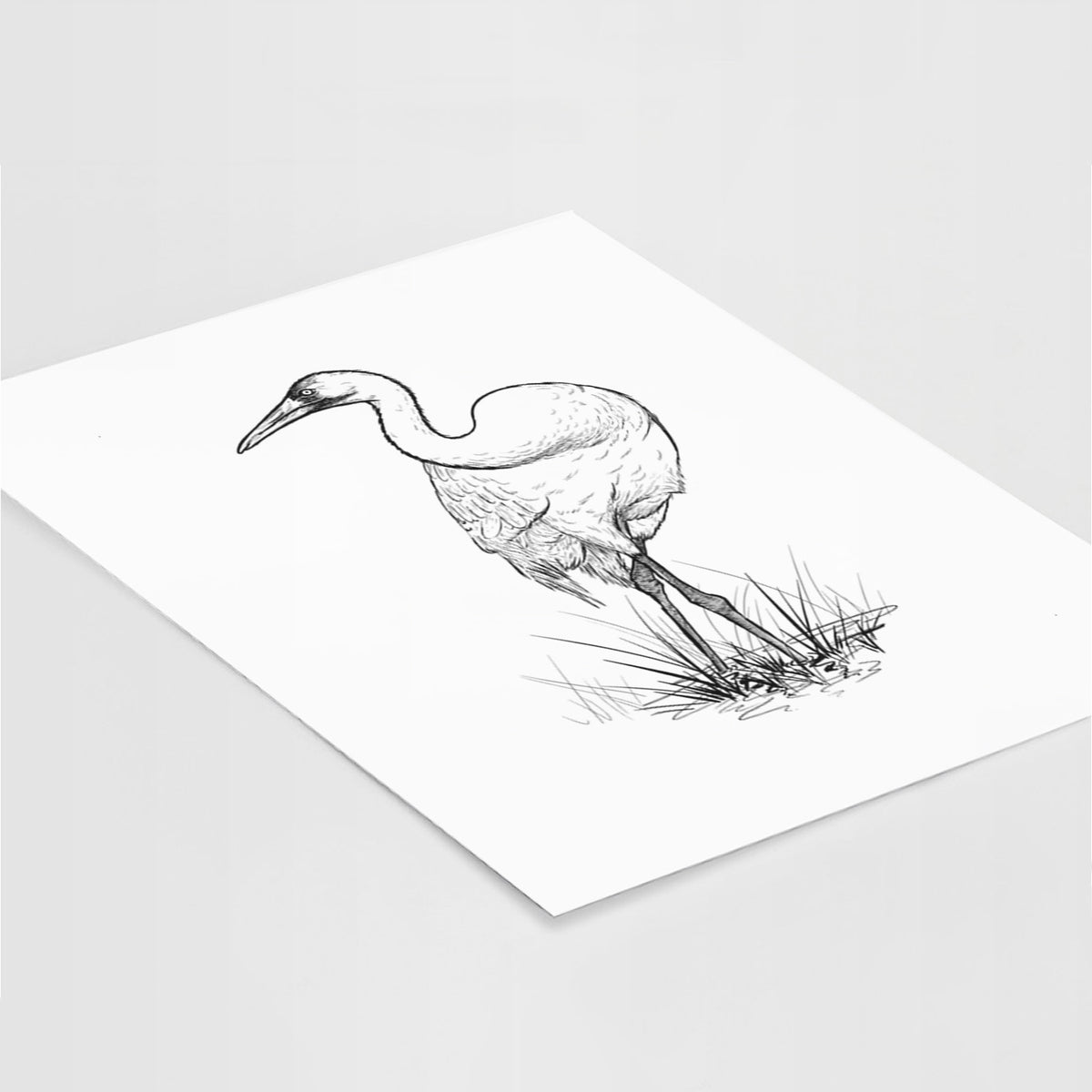 Art print of a detailed black ink illustration of a whooping crane standing in grass, lying at an angle on a white surface.