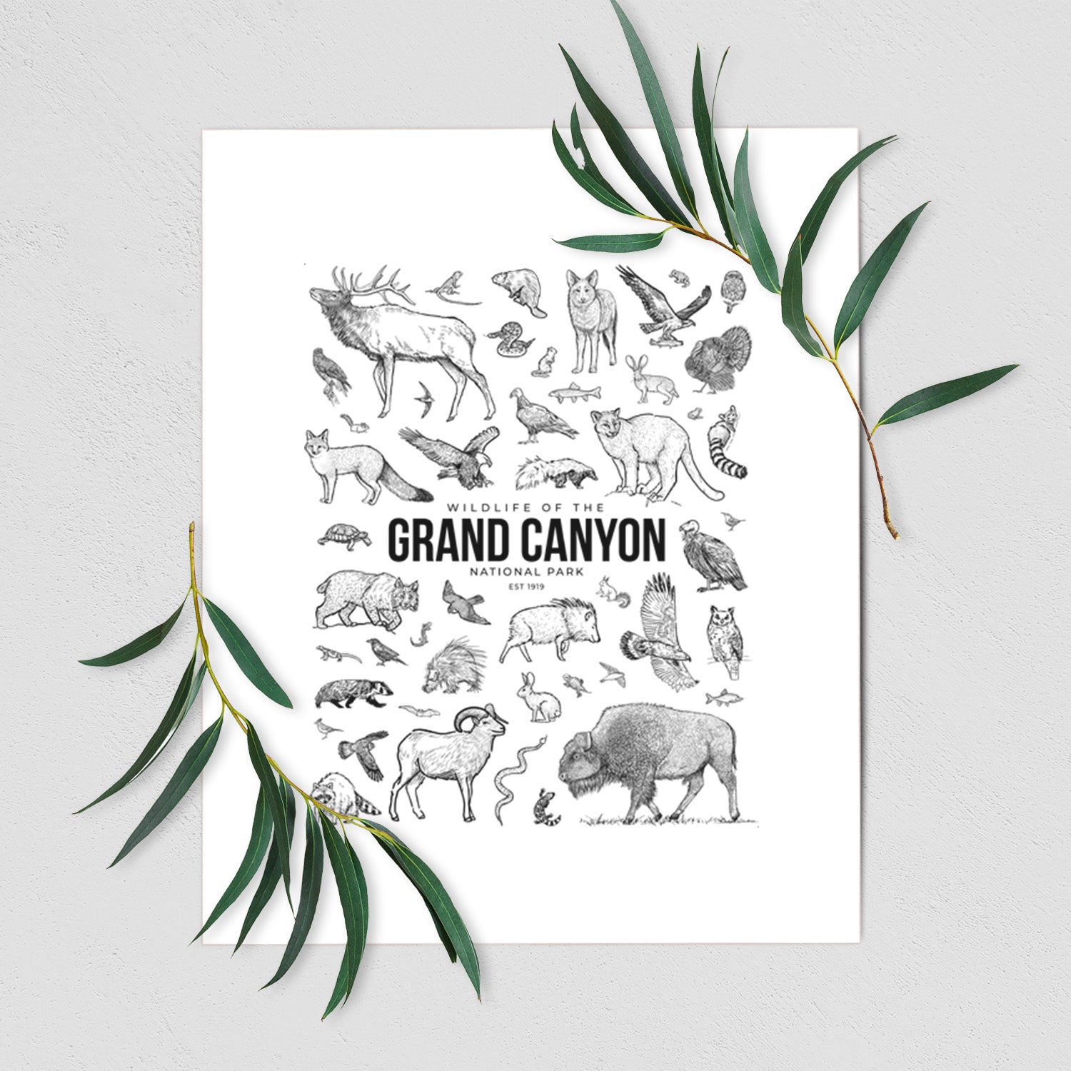 Art print of a collection of black ink wildlife illustrations surrounding the words Grand Canyon National Park, shown with eucalyptus leaves.