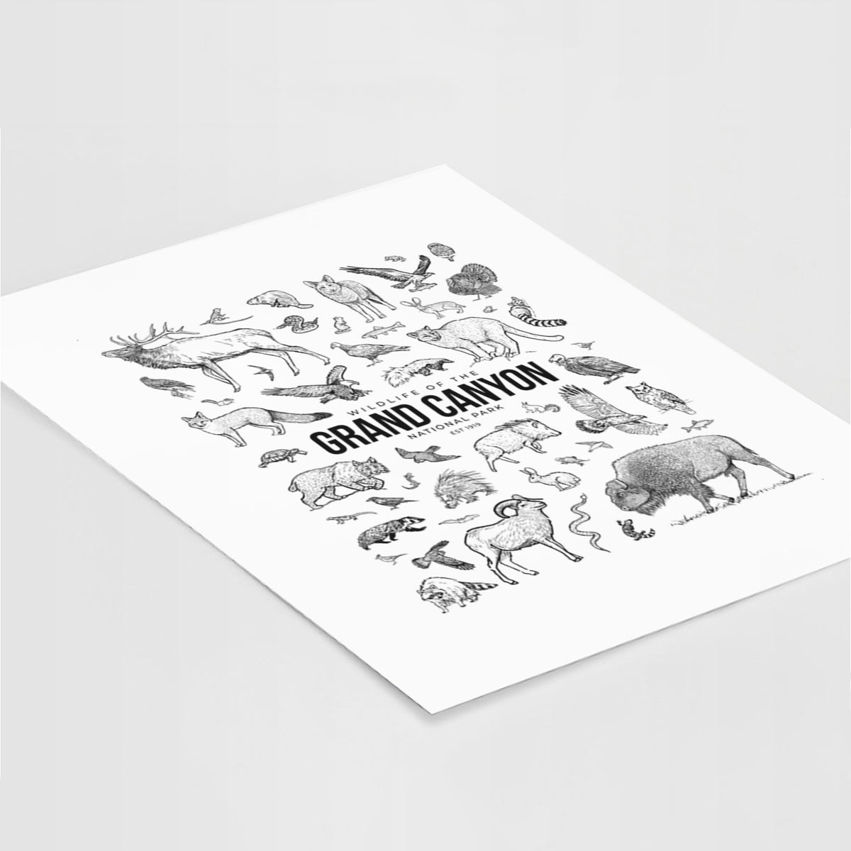 Art print of a collection of black ink wildlife illustrations surrounding the words Grand Canyon National Park, lying at an angle on a white surface.