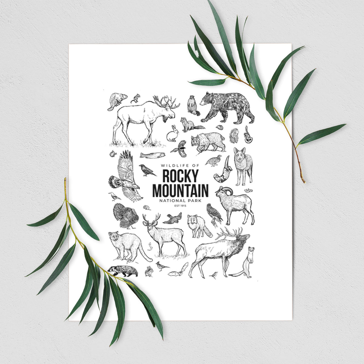 Art print of a collection of black ink wildlife illustrations surrounding the words Rocky Mountain National Park, shown with eucalyptus leaves.