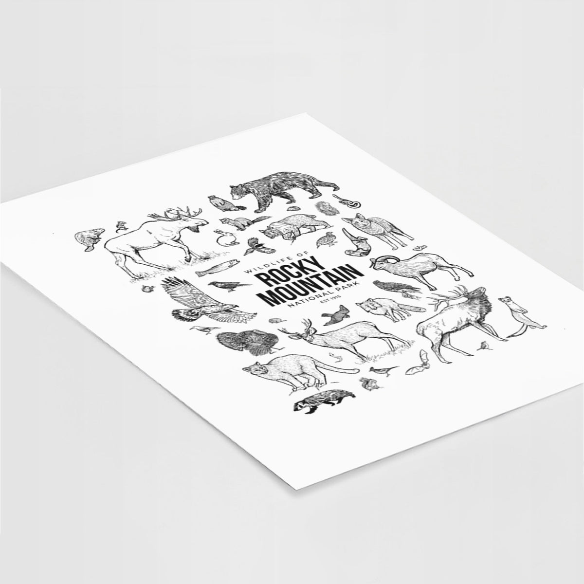 Art print of a collection of black ink wildlife illustrations surrounding the words Rocky Mountain National Park, lying at an angle on a white surface.