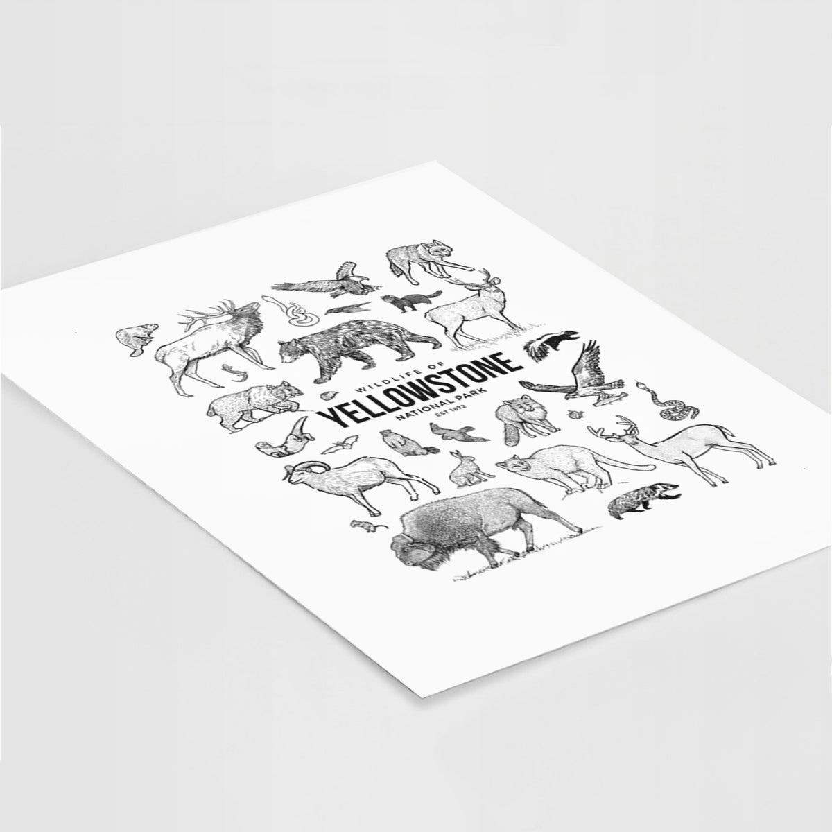 Art print of a collection of black ink wildlife illustrations surrounding the words Yellowstone National Park, lying at an angle on a white surface.