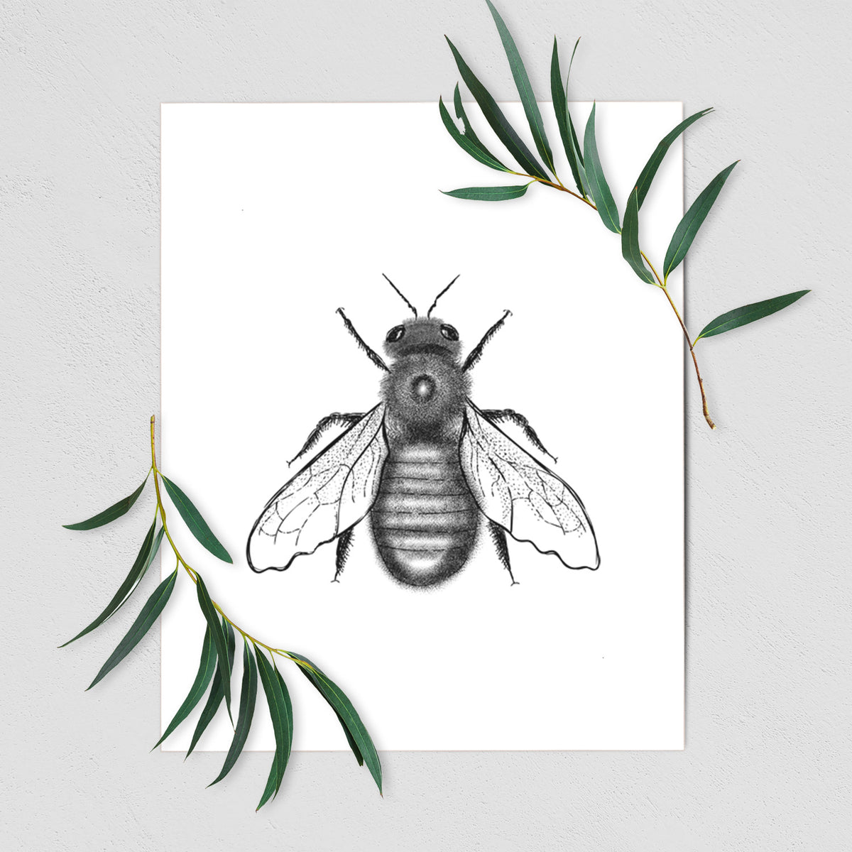 Art print of a detailed black ink illustration of an eastern carpenter bee with its wings spread, seen from above, shown with eucalyptus leaves.