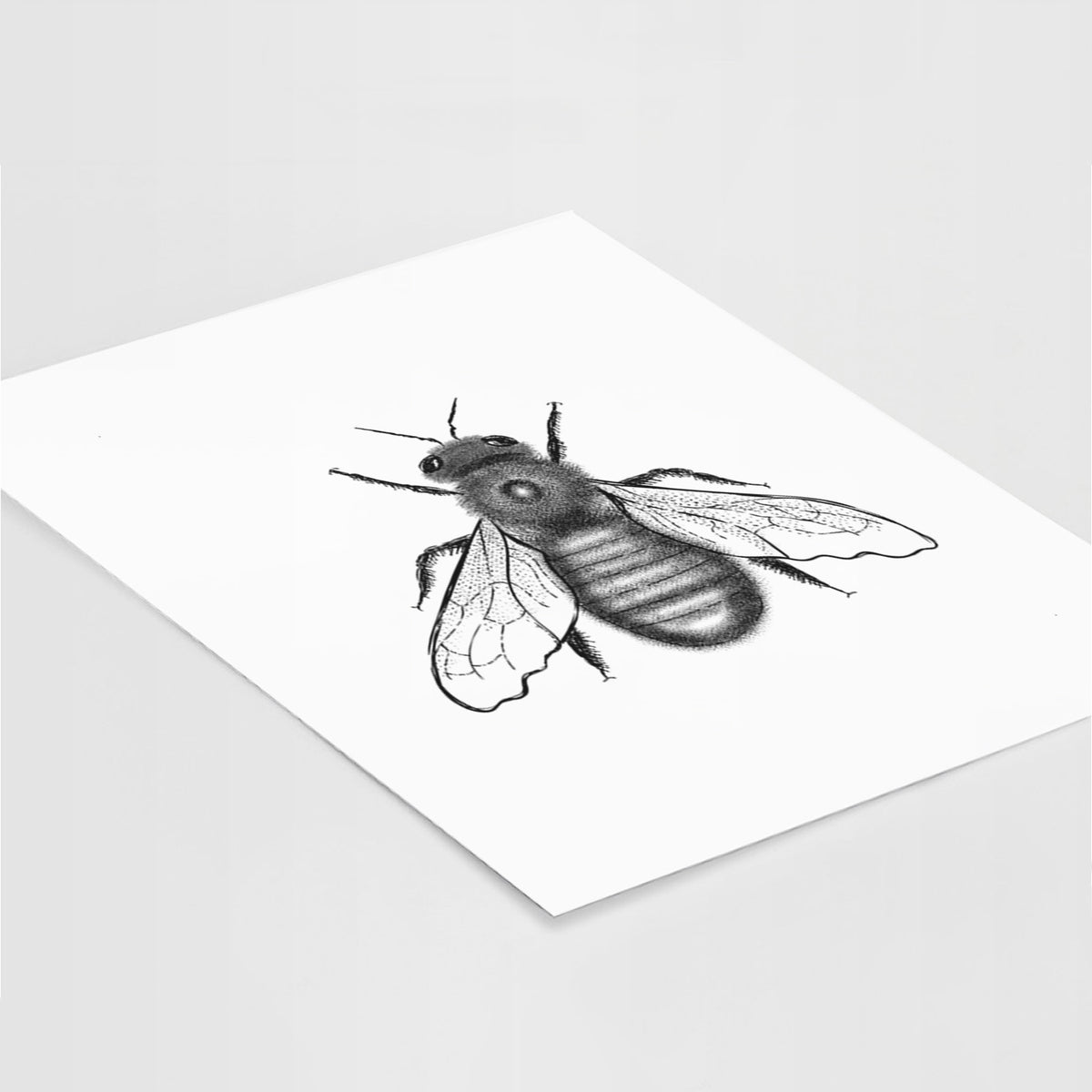 Art print of a detailed black ink illustration of an eastern carpenter bee with its wings spread, seen from above, lying at an angle on a white surface.