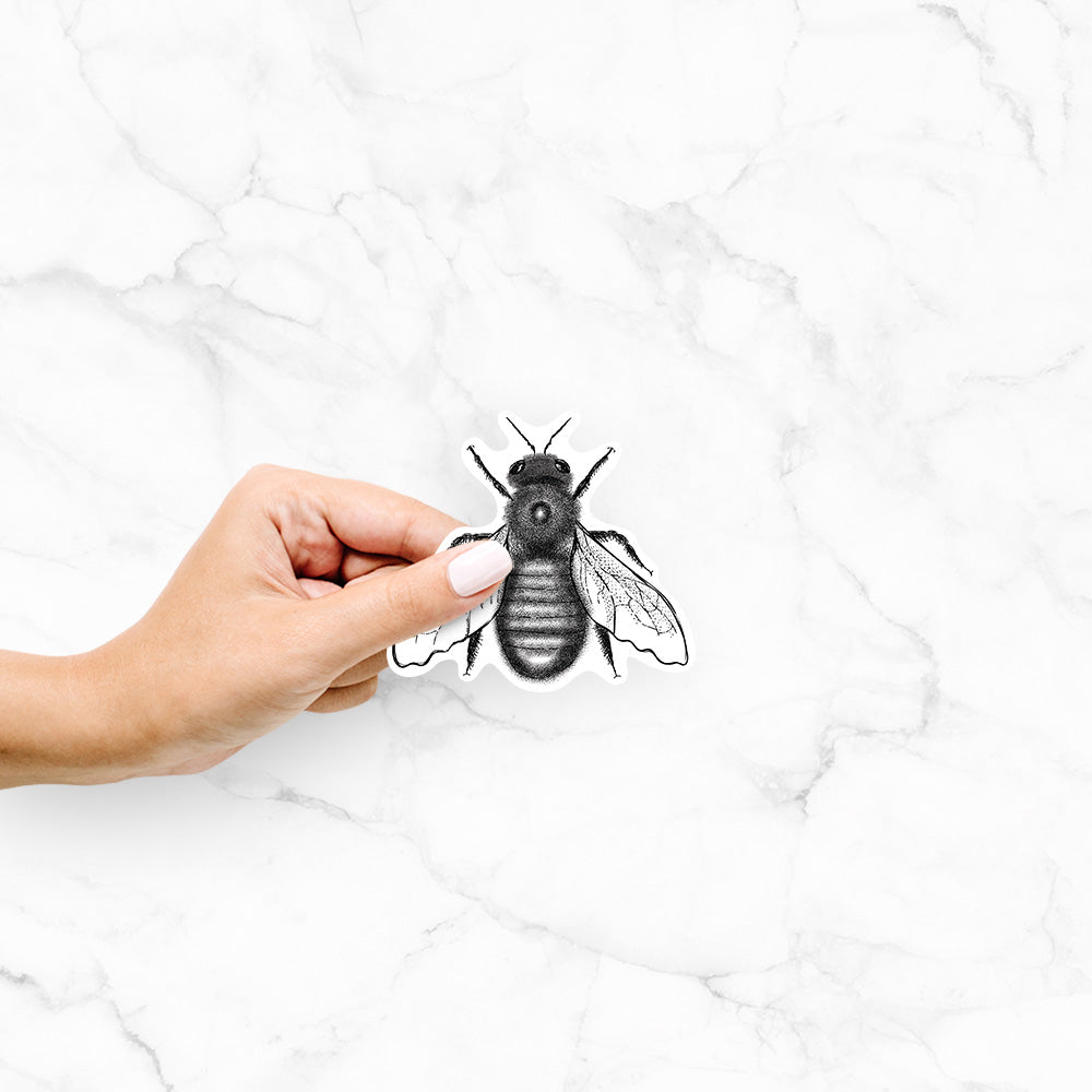 Hand holding a 4 inch vinyl decal of a detailed black ink illustration of an eastern carpenter bee with its wings spread, seen from above.