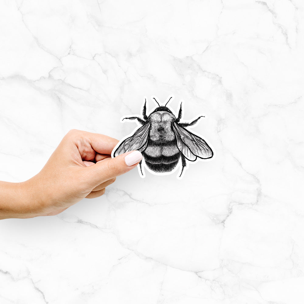 Hand holding a vinyl decal of a detailed black ink illustration of a rusty patched bumble bee with its wings spread, seen from above.