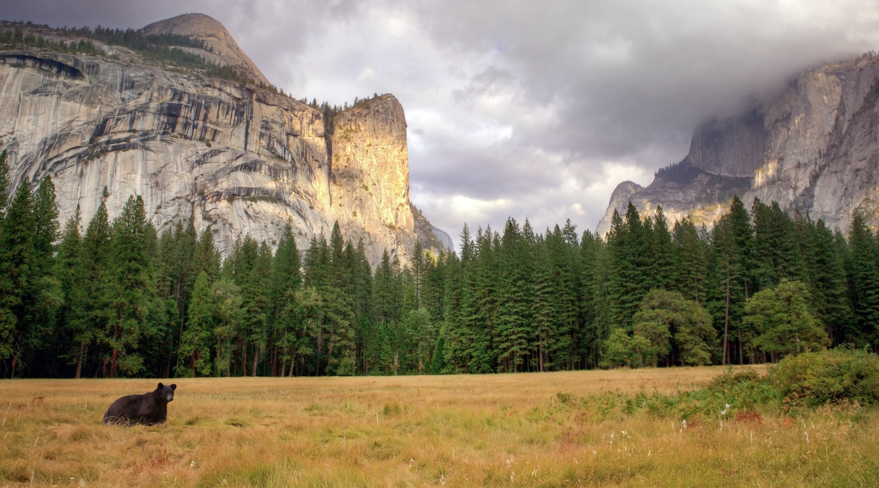 Bear at Yosemite National Park 