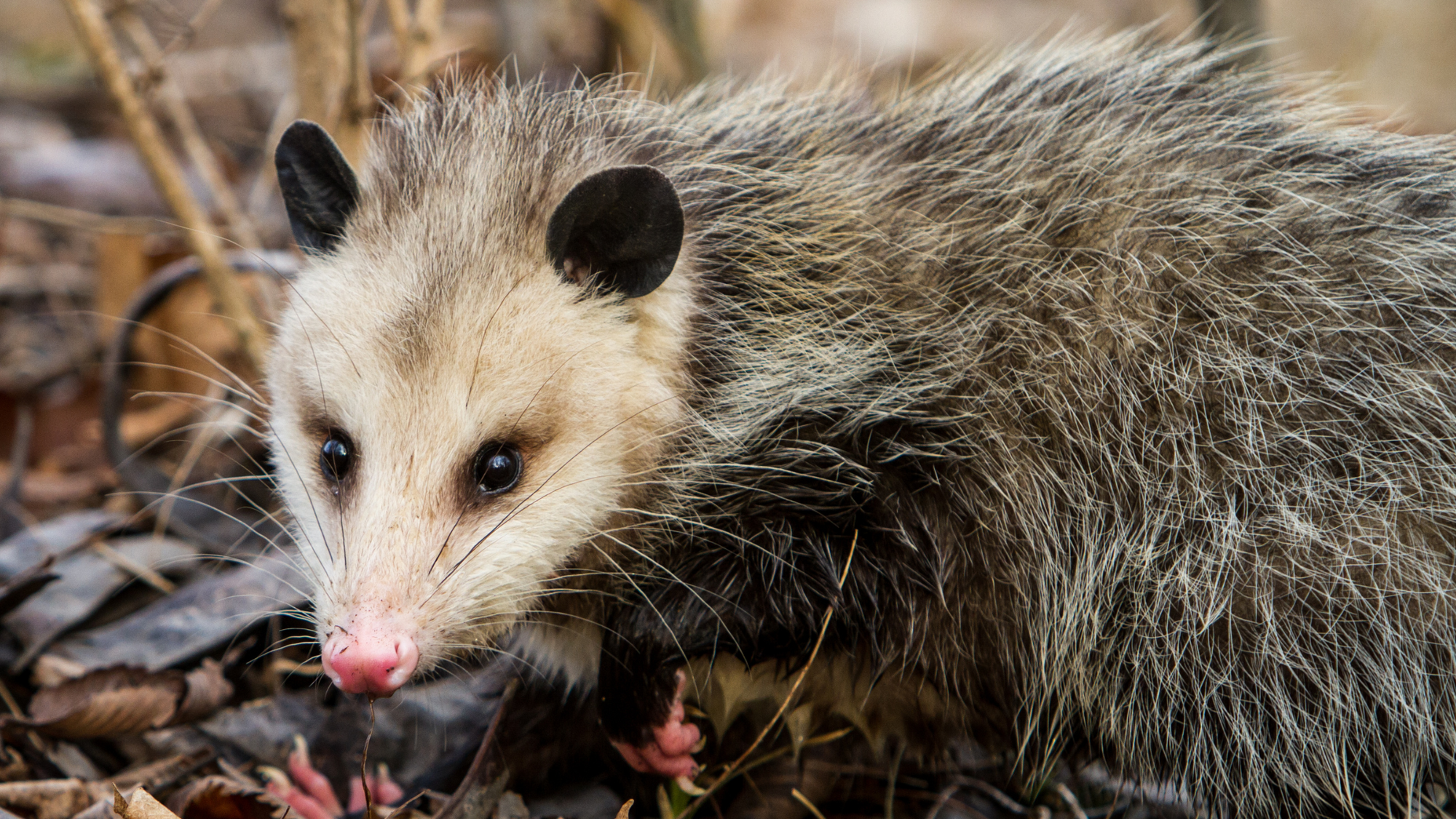 Opossum