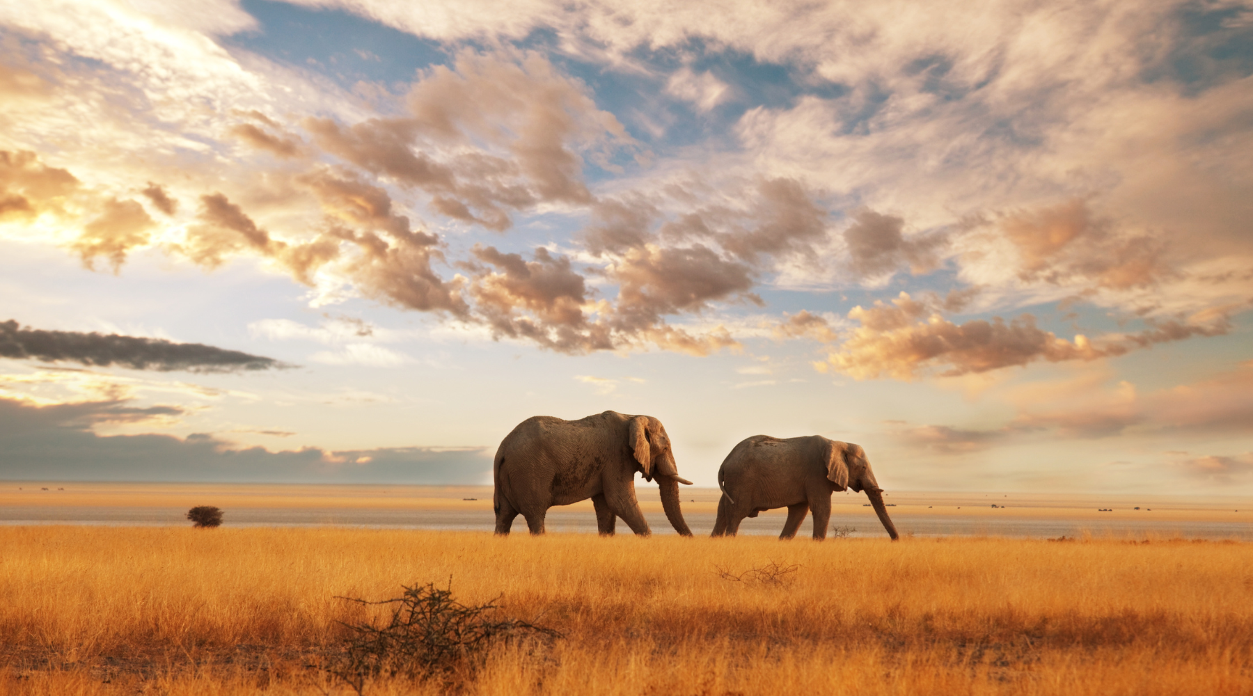 20 Interesting Facts About Elephants: Nature's Gentle Giants | Because Tees