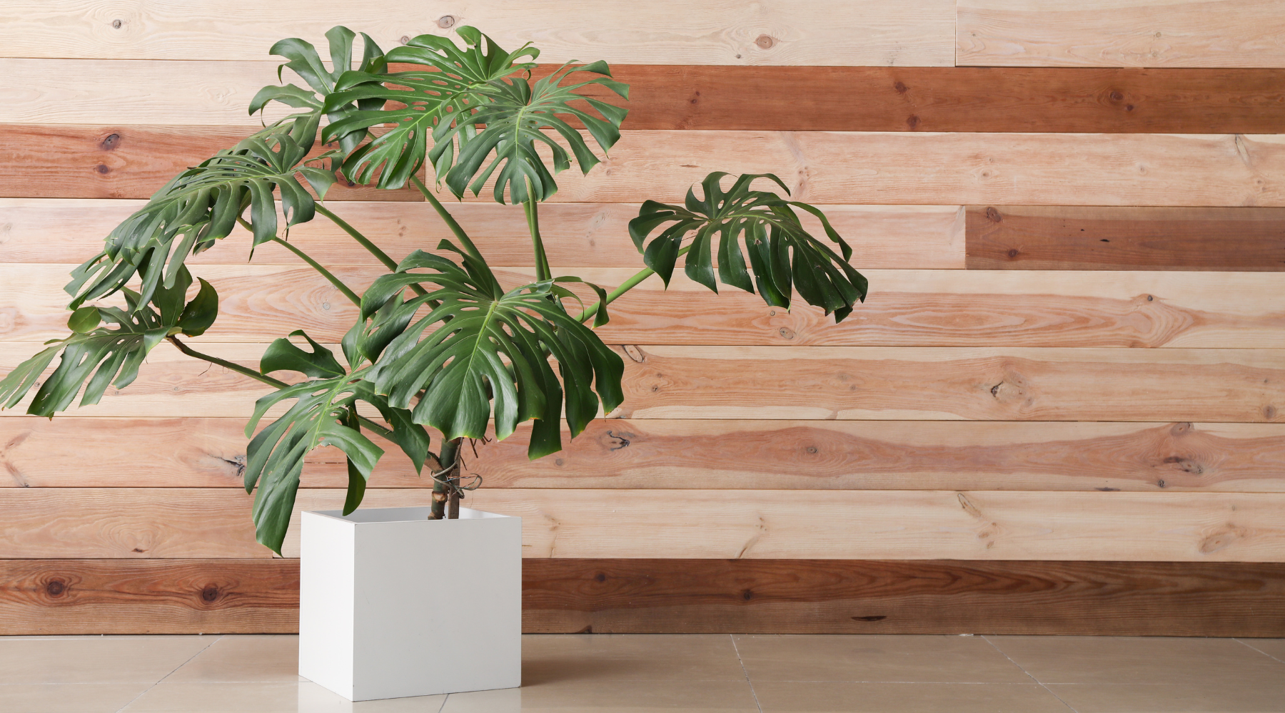 Common Houseplants: Bringing the Outdoors In | BeCause Tees