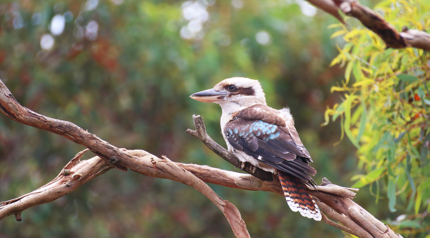 Kookaburra sitting on a tree branch