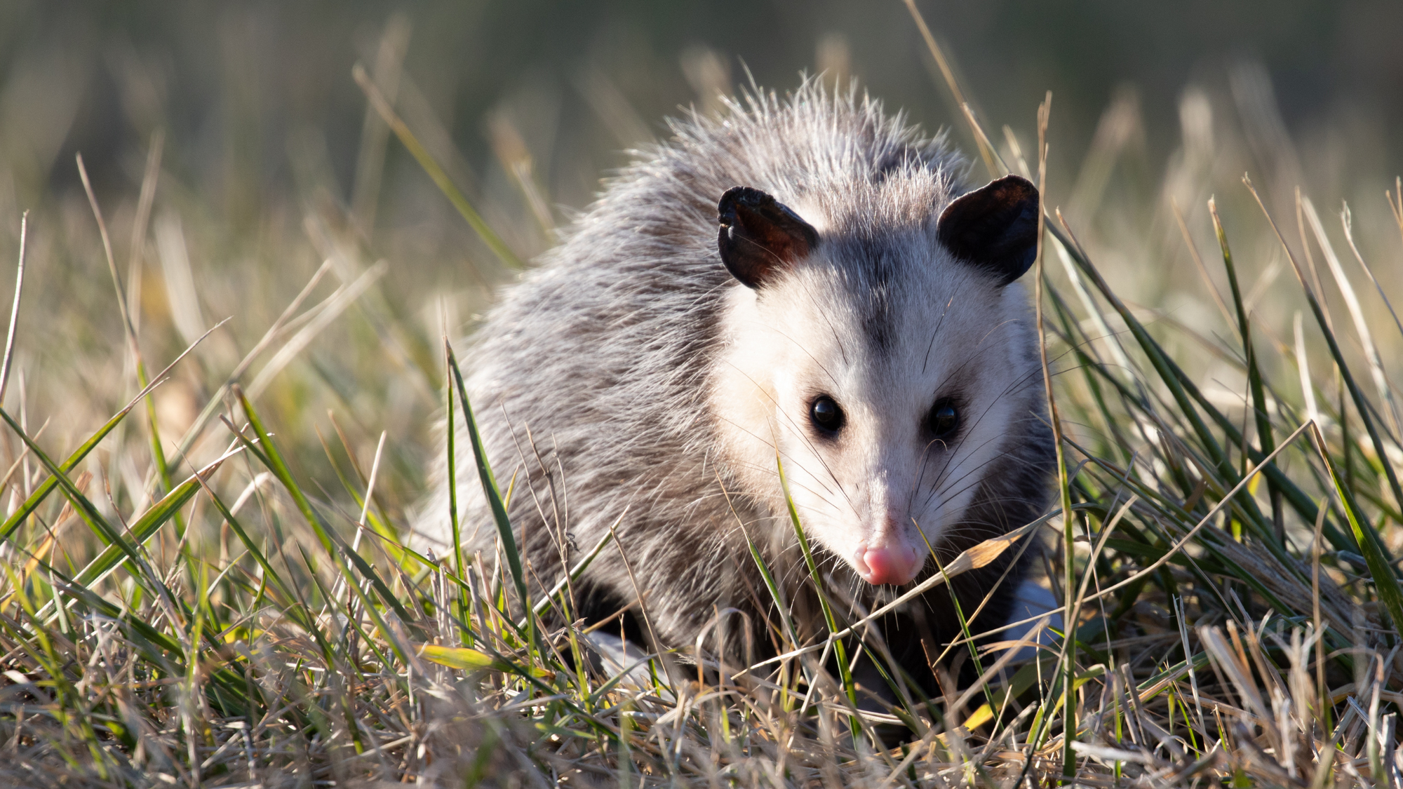 Opossum