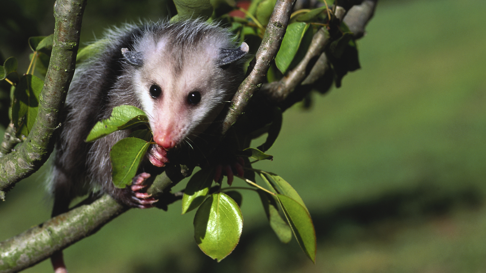 Opossum in a tree