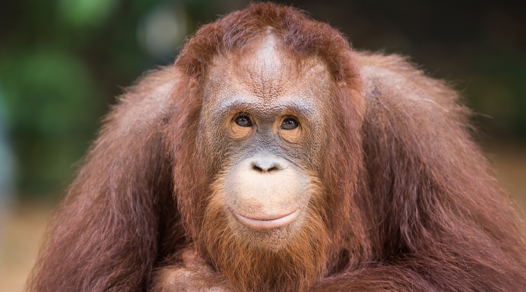 Close-up of an orangutan, one of the smartest animals in the world, showcasing its thoughtful expression and intricate facial features