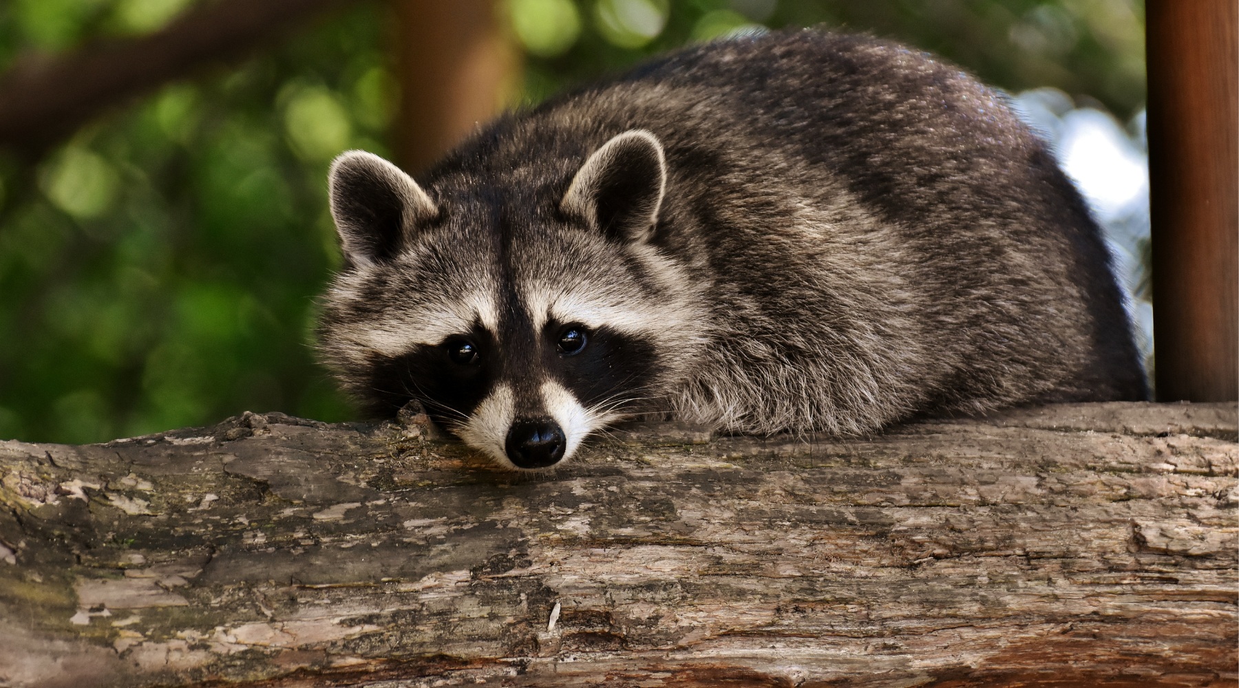 Where Do Raccoons Sleep? Discover Their Secret Snoozing Spots | BeCause Tees