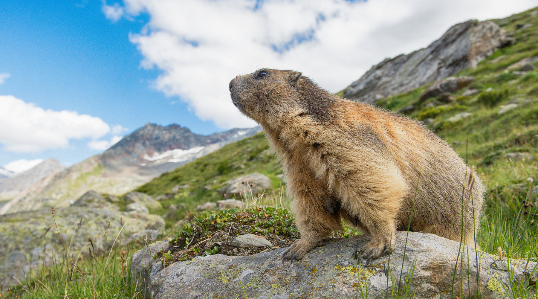 Marmot in an alpine meadow with mountains in the background, illustrating Marmot vs Groundhog: What are the Differences?