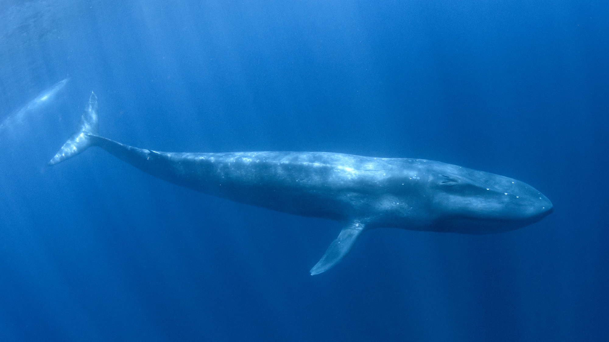 The biggest animal in the world: the blue whale