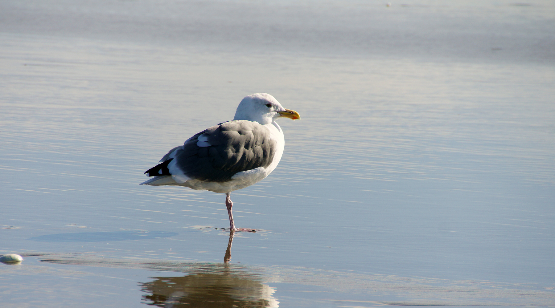 Western Gull standing on one leg in shallow water, representing California sea birds.