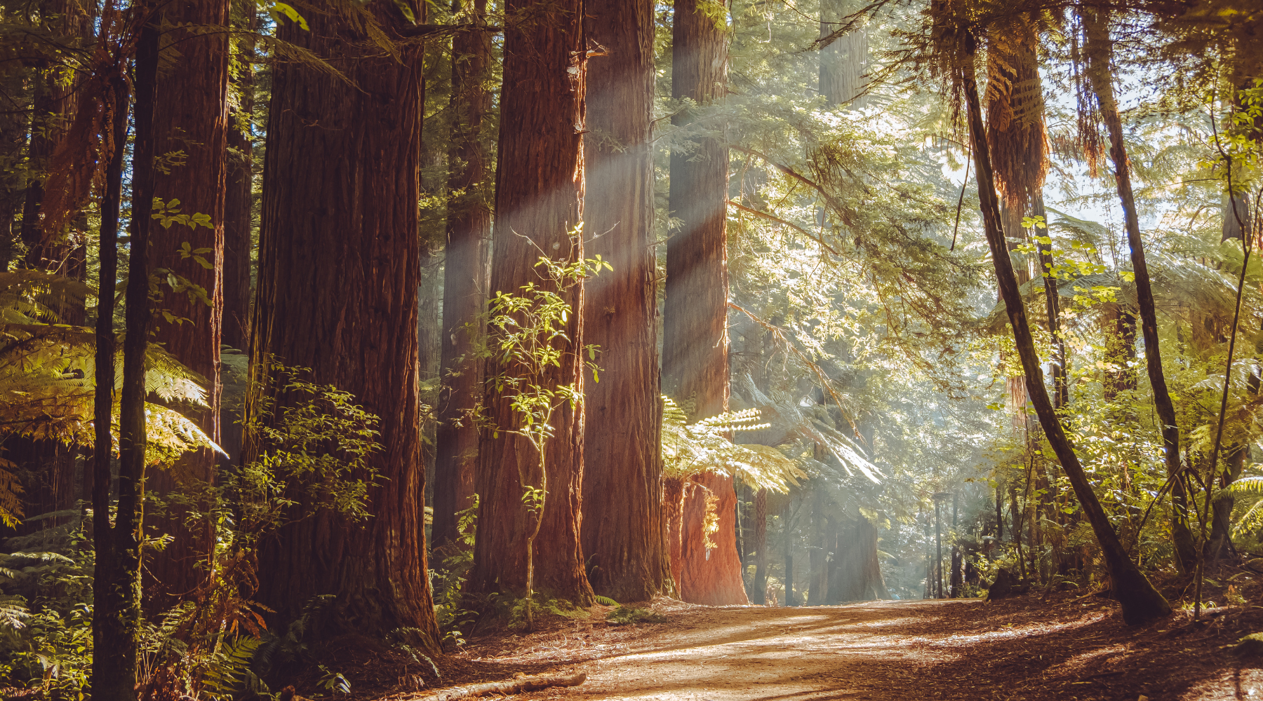 Redwood trees