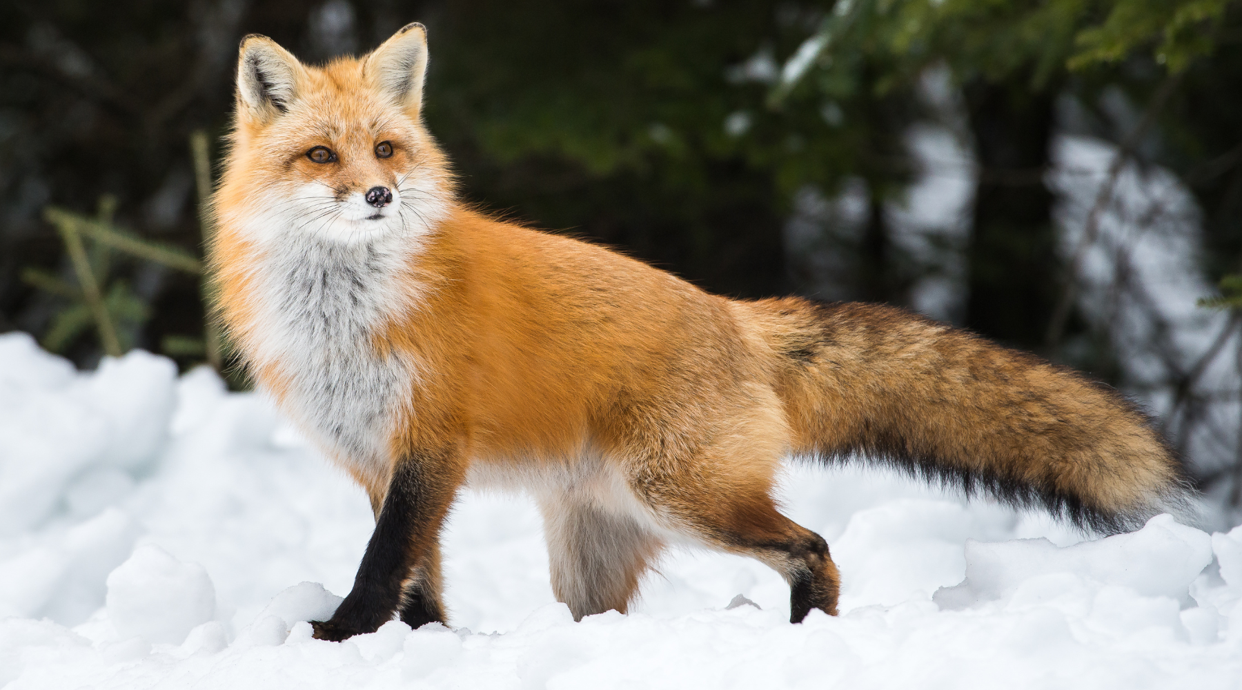 Fox in the winter