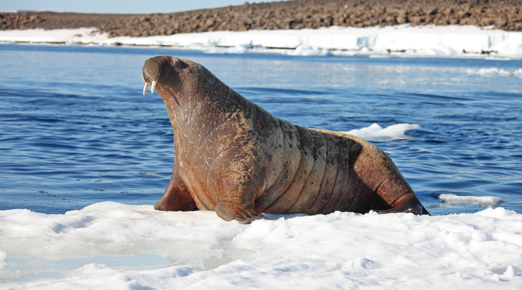 Walrus in the Arctic