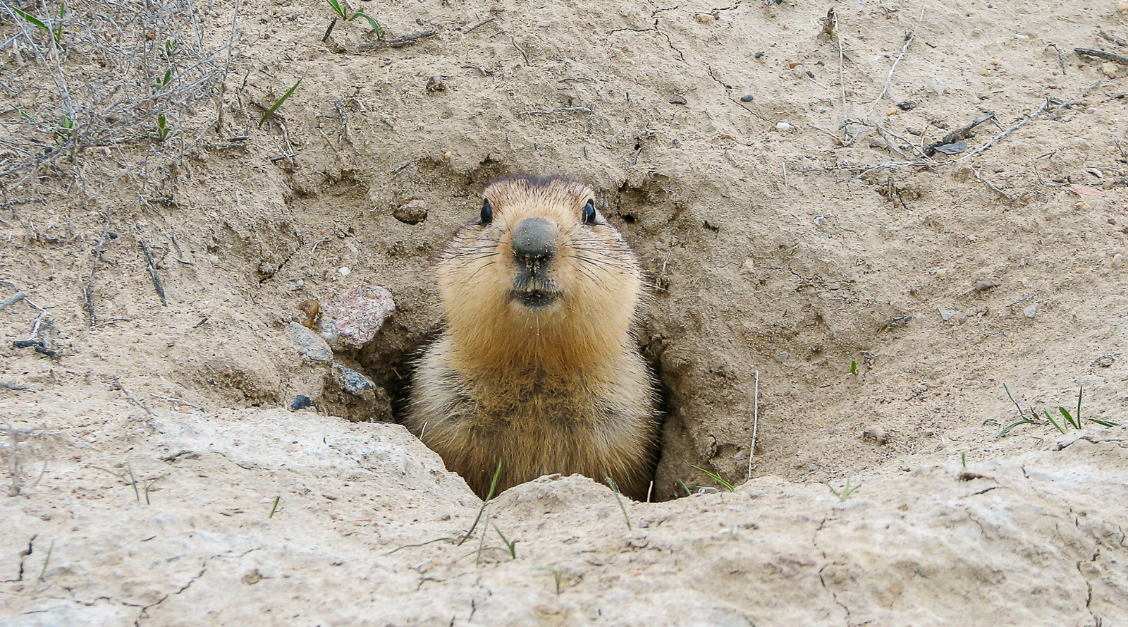 Groundhog coming out of the ground after hibernation