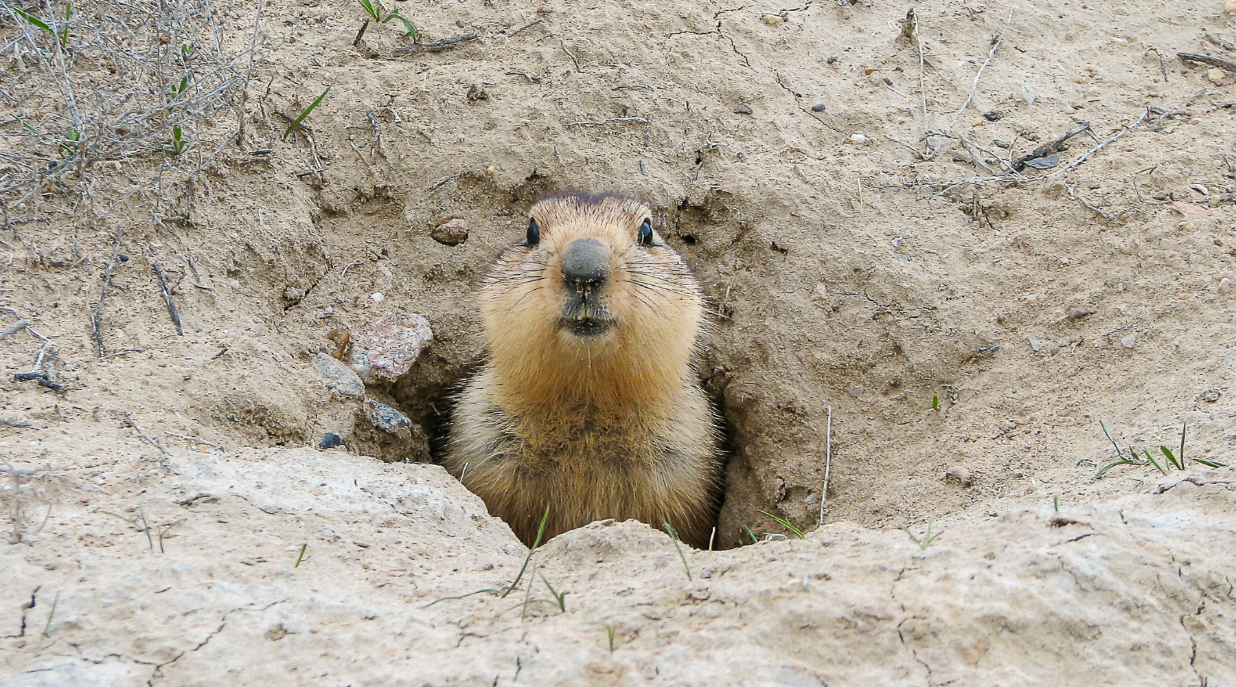 Groundhog coming out of the ground after hibernation