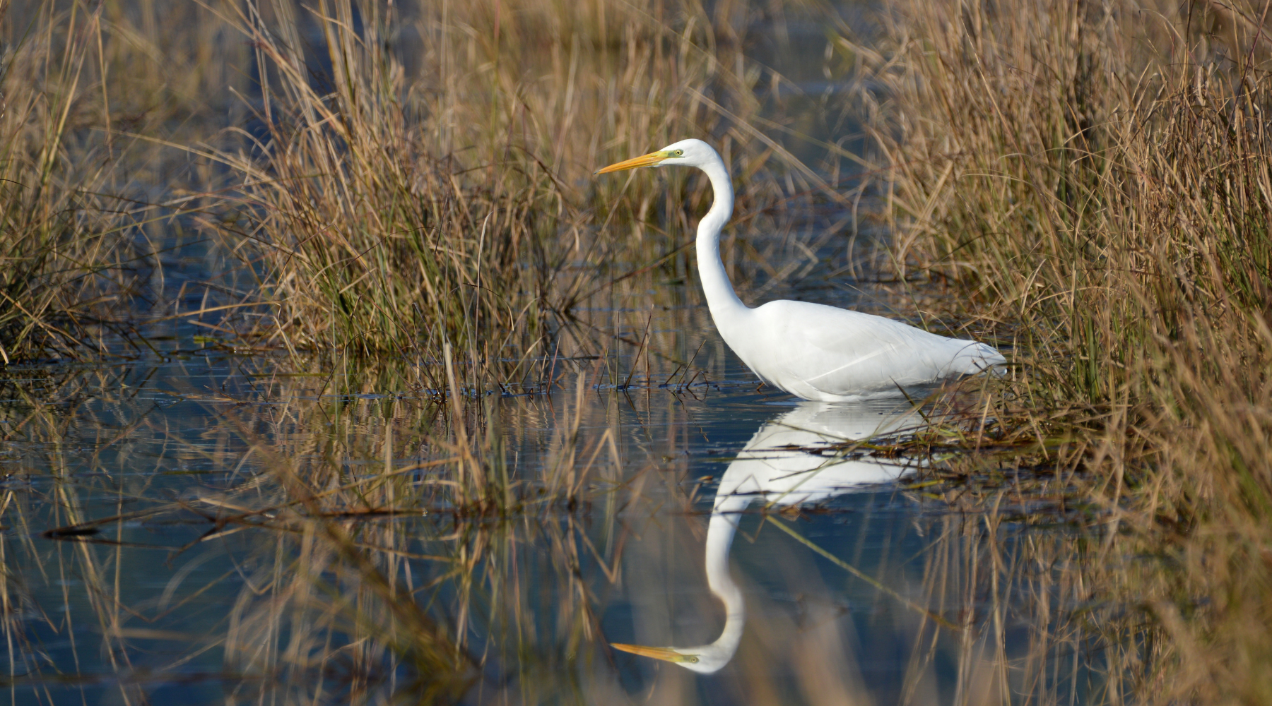 Marsh bird