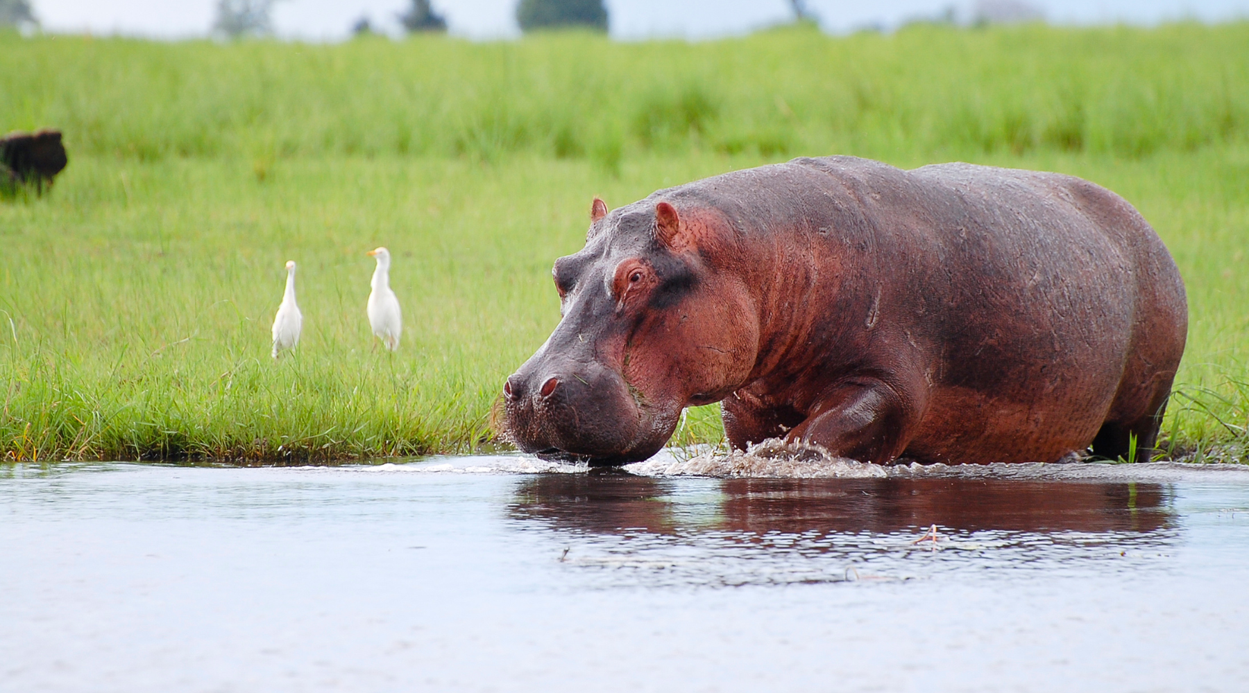 Hippo in water