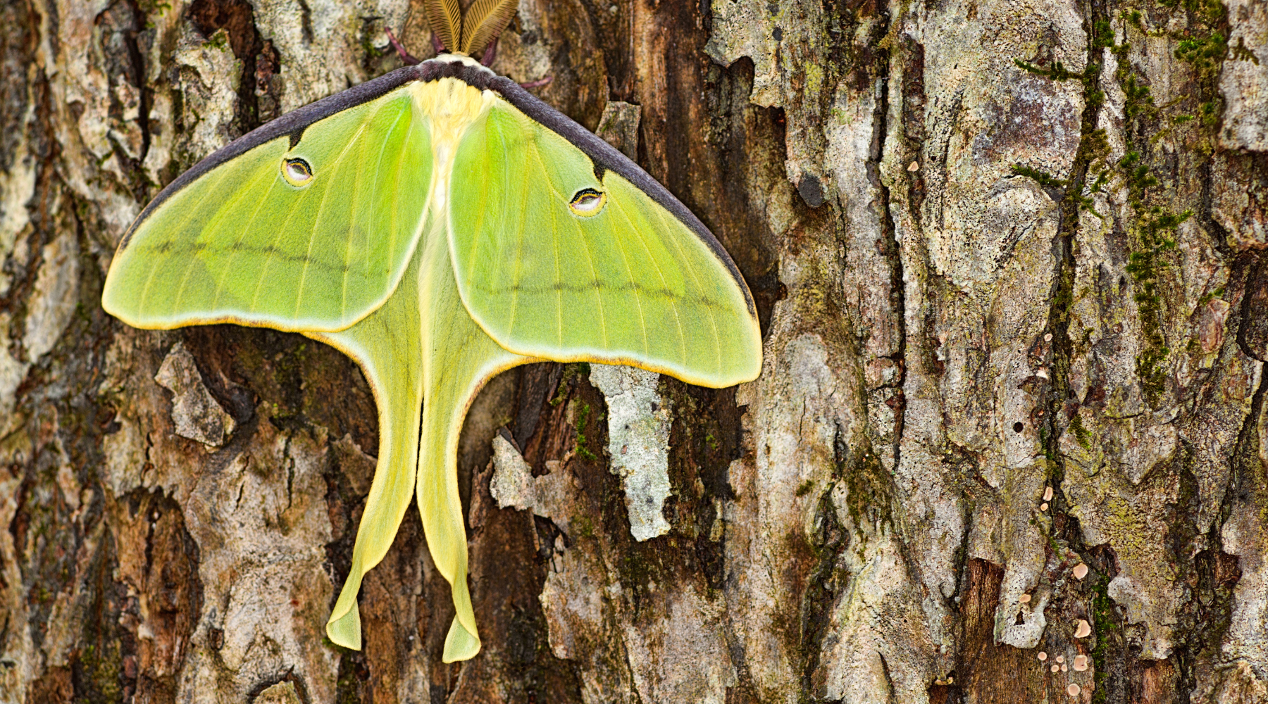 Luna moth on a tree